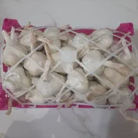 سیر سفید همدان