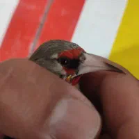 کرمونی|پرنده|شیراز, کوشک میدان|دیوار