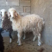 بره نر و ماده
