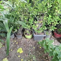 گل وگیاه|گل و گیاه طبیعی|مسجد سلیمان, |دیوار
