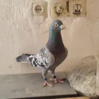 پلاکی شناسنامه دار ..ایذه..