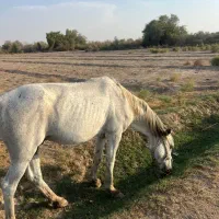 اسب