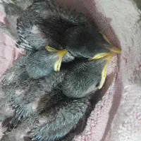۳ تاجوجه مینا کلاتی  سروکله درشت وقلم دار
