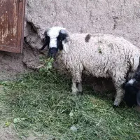 بره فروشی