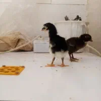 جوجه لاری اصیل