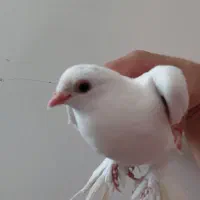 کبوتر آغ قرمز گوز