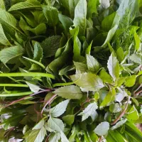 باغ سبزی فروشی حسین