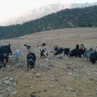 فروش فوری تعداد  54 راس بز