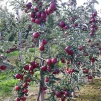 سیب قرمز و زرد سردرختی
