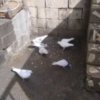 کفتر|پرنده|سنندج, |دیوار