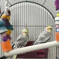 عروس هلندی جفت به همراه قفس