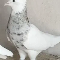 نرطوقی