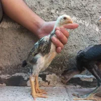 جوجه دوسر اوشامو کبوتر لاری
