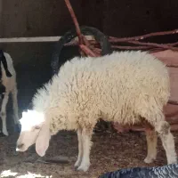 بره ماده وطنی