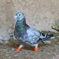 کفتر