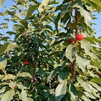 فروش باغچه