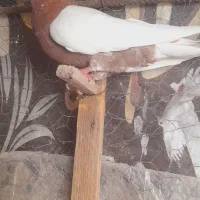 کفتر
