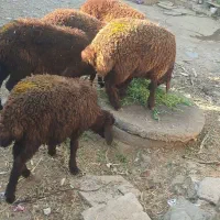 5 عدد بره ماده سرخ قلمدار سالم سرحال