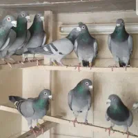 کفتر پلاکی اصل معاوضه پشتدار سرور سفید
