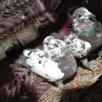 کبوتر