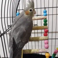 عروس هلندی دستی