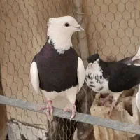 کفتر طوقی نر وماده کرمانشاه
