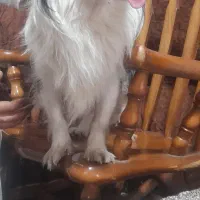 سگ پامرین|سگ|شیراز, شهرک بهار|دیوار