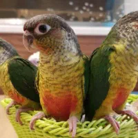 دنیای راهب گیرینچیک نرماده‌ رام سخنگو همه رنگ سنین