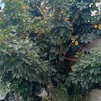 گیاه خیلی بزرگ اشفلرا مناسب برای ویلا