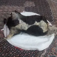 هیزه