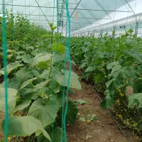 کارگر گلخانه