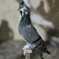 کفتر بلژیکی