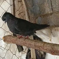 دوتا ماده دم سفید در شادگان