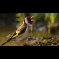 سهره مجانی مجانی،متن بخوان