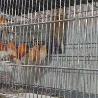 جوجه قناری