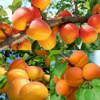 ارقام نهال گلدانی دوساله