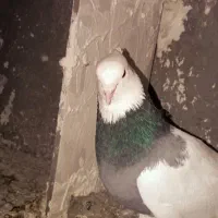 کبوتر طوقی کفتر