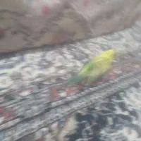 یک مرغ عشق