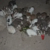 سلام ۲۰ جفت خرگوش فروشی