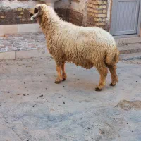 گوسفند