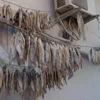 ماهی شور کفال