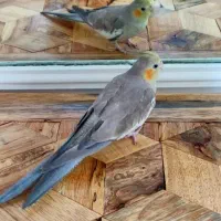 عروس هلندی ماده