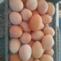 تخم مرغ محلی تازه