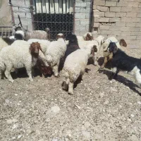 بره و بزغاله