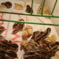جوجه بلدرچین
