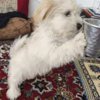 واگذاری رایگان سگ شیتزو کراس