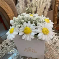 باکس گل بابونه