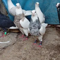کبوتر جفتی طوقی و قره