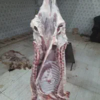 گوشت