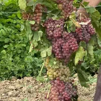 ارقام نهال مثمر و بارده لوکس